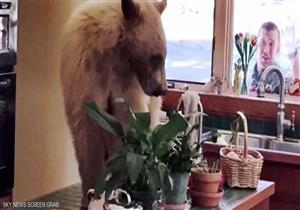 بالفيديو- دب أبيض يقتحم منزل في كاليفورنيا