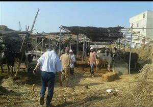 تحصين 10 آلاف رأس ماشية ضد "الحمى القلاعية" في بورسعيد