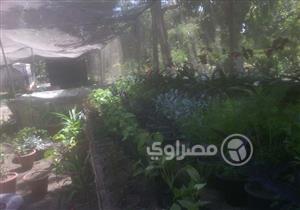 بالصور.. "المزرعة الاستوائية" في كوم امبو حديقة بحثية ترفيهية للنباتات النادرة