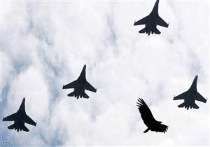 الطيور "تهاجم" روسيا وتسقط طائراتها.. ماذا يحدث في سوريا؟