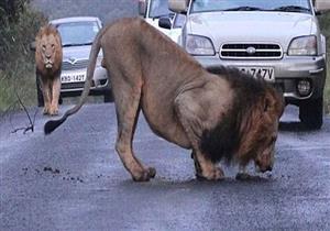 فرار عدد من الحيوانات المفترسة من حديقة حيوان غرب ألمانيا 