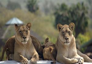 الإمساك بحيوانات فرت من حديقة حيوان في ألمانيا