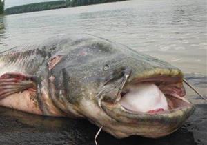 أمريكيان يتمكنان من اصطياد سمكة عملاقة من نهر المسيسبي جنوب الولايات المتحدة 