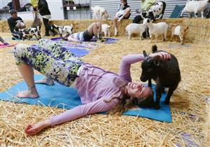 أحدث وسائل الاسترخاء ممارسة اليوجا مع الماعز