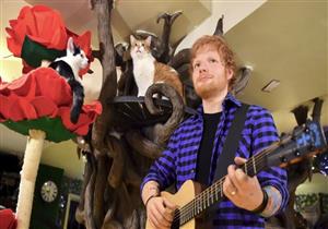 بالصور.. تمثال شمع لـ "Ed Sheeran" بـ "كافيه للقطط" في لندن