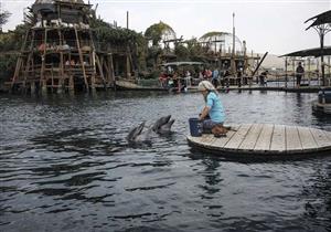  دراسة: الدلافيين تنادي بعضها البعض بأسماء مثل البشر