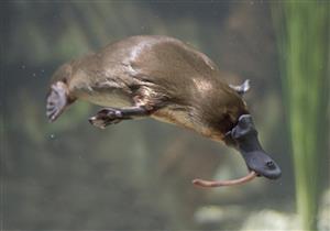 سم حيوان يمكن أن يعالج مرض السكري