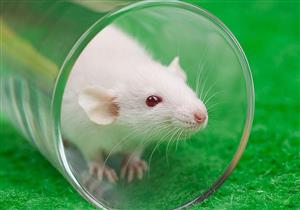 عدوى قاتلة تنقلها الفئران تنتشر على نطاق واسع