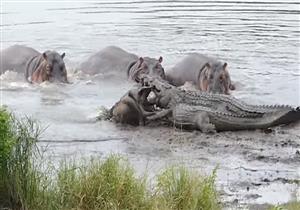أفراس النهر تنقذ غزالا من قبضة تماسيح (فيديو)