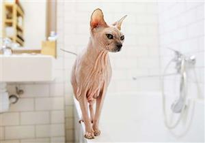 بـ "7" دولارات في الساعة.. فندق ياباني يؤجر القطط للنزلاء