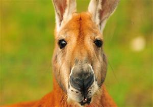 شاهد.. كنغر يقتحم ملعب كرة قدم