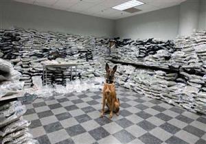 كلب أمريكي يحبط محاولة تهريب مخدرات ب 10 مليون دولار