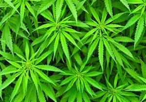 تفاصيل قيام رجل أعمال بزرع "الماريجوانا": استعان بزوجته في الزراعة