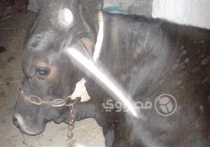 "العجل الطائر" يقتل شخصين ويصيب آخرين في المنوفية.. ومصدر يكشف التفاصيل