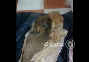 العثور على جثة محنطة تشبه المومياوات بقرية عدن في الوادي الجديد