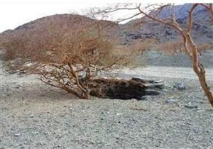 "ما تظنون أني فاعل بكم".. مشاهد على طريق النبي لفتح مكة