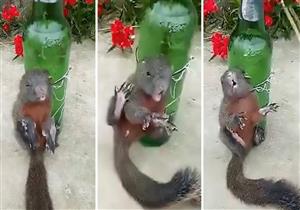 صيني يعذّب "سنجاب" أكل من مائدته (فيديو)