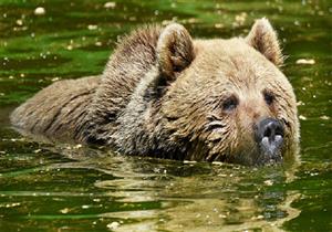 السبب وراء قرار رومانيا بتقليص عدد الدببة