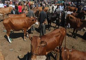 "الطب البيطري بالمنوفية": استمرار غلق كافة أسواق الماشية حتى 24 يوليو