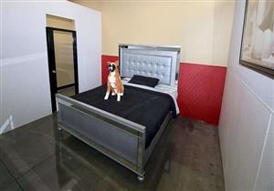 جلسات تدليك ووجبات فاخرة.. فندق 5 نجوم للكلاب في أمريكا