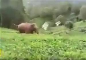 حيوان بري هائج يهاجم عامل داخل مزراعة .. كيف تم انقاذه ؟ 