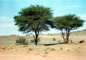 في شهر ذي القعدة المحرم .. بايع الصحابة النبي تحت شجرة الرضوان