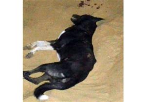 كلاب "مسعورة" تعقر 12 في المنيا