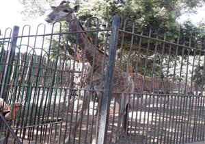 "حديقة الحيوان" تكشف حقيقة إصابة الزرافة سوسن باكتئاب