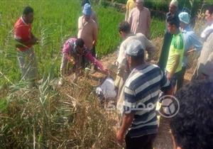 فتاة متغيبة عن أهلها.. الأمن يكشف هوية الجثة المتحللة داخل زراعات القصب بقنا