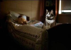 هل صحيح أن بعض الحيوانات ترى ملك الموت عند نزوله إلى الأرض؟