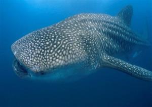 وزير التعليم العالي يتسلم تقريرًا عن ظهور قرش الحوت بالبحر الأحمر