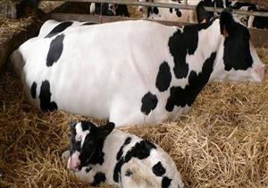   تحقيقات في معاناة "عجول" ظلت محبوسة 56 ساعة دون مياه