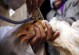 تحصين 7830 طائرًا ضد أنفلونزا الطيور في حملة لبيطري الوادي الجديد