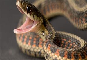 الثعابين تضرب من جديد في المنوفية.. إصابة سيدة بلدغة في قويسنا