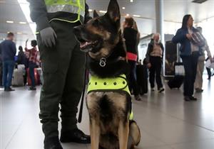 عصابة تضع 53 ألف جنيه أسترليني على رأس كلبة.. والشرطة تنقلها للمطار