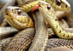 بعد "شبرا بخوم".. ثعابين المنوفية تلدغ عاملا في "كفر ابهنس" بقويسنا