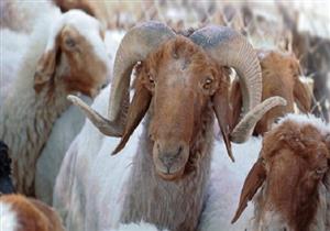 بالأسعار- تعرف على أماكن بيع الأضاحي في منافذ وزارة الزراعة