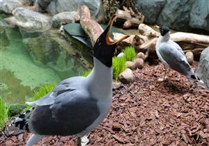 بالفيديو..رد فعل طائر النورس بعد شرب الخمر