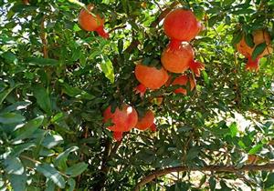 أزمة جديدة تلاحق الفلاح.. اتهام "هيا" بخدمة كبار المصدرين والجمعية ترد (مستند)