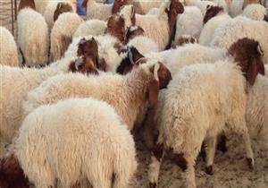 تعرف على أماكن أضاحي العيد والأسعار.. وكيفية الحجز