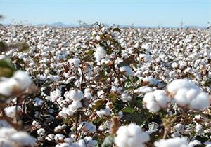 نقيب الفلاحين: زيادة الكمية المزروعة من القطن هذا العام لـ336 ألف فدان