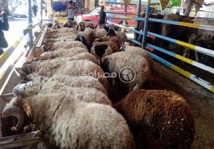 كساد في أسواق الأضاحي بسوهاج.. و"الماعز" و"النعجة" للتغلب على الأسعار