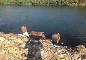 "البيئة" تنتشل جاموسة نافقة من ترعة المنصورية بالدقهلية