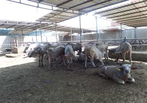 وزير الزراعة: 958 مليون جنيه إجمالي تمويل مشروع البتلو