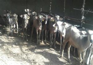 وصل إلى 500 ألف رأس و40 ألف مستفيد.. ماذا حقق مشروع البتلو حتى الآن؟