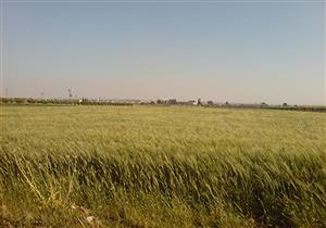 "ري الوادي الجديد" تعلن عن نجاح زراعة القمح على مياه الصرف الزراعي