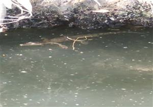 تماسيح أم "ورل"؟.. رعب في سوهاج مصدره ترعة الفاروقية