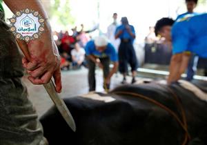 فتاوى الأضحية: الإفتاء توضح الوقت الشرعي لذبح الأضاحي