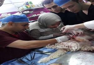 بالصور.. استئصال ورم سرطاني من بطن كلب "لولو" في كفرالشيخ