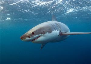 هجوم القرش بالغردقة.. محافظ البحر الأحمر يقرر إغلاق المكان